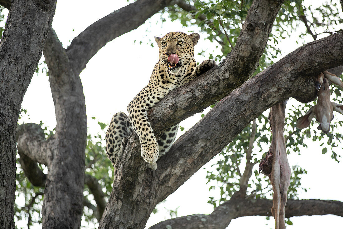 Ein Leopard, Panthera pardus, legt sich mit einem hochgezogenen Kadaver auf einen Ast.