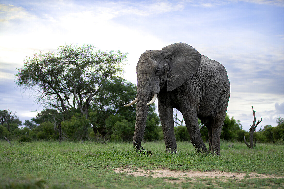 An elephant, Loxodonta africana, walking in short grass.
