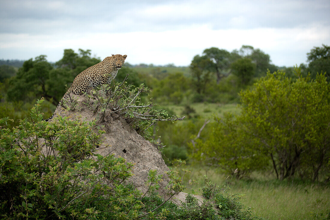 Ein weiblicher Leopard, Panthera pardus, sitzt auf einem Erdhügel und schaut sich um. 