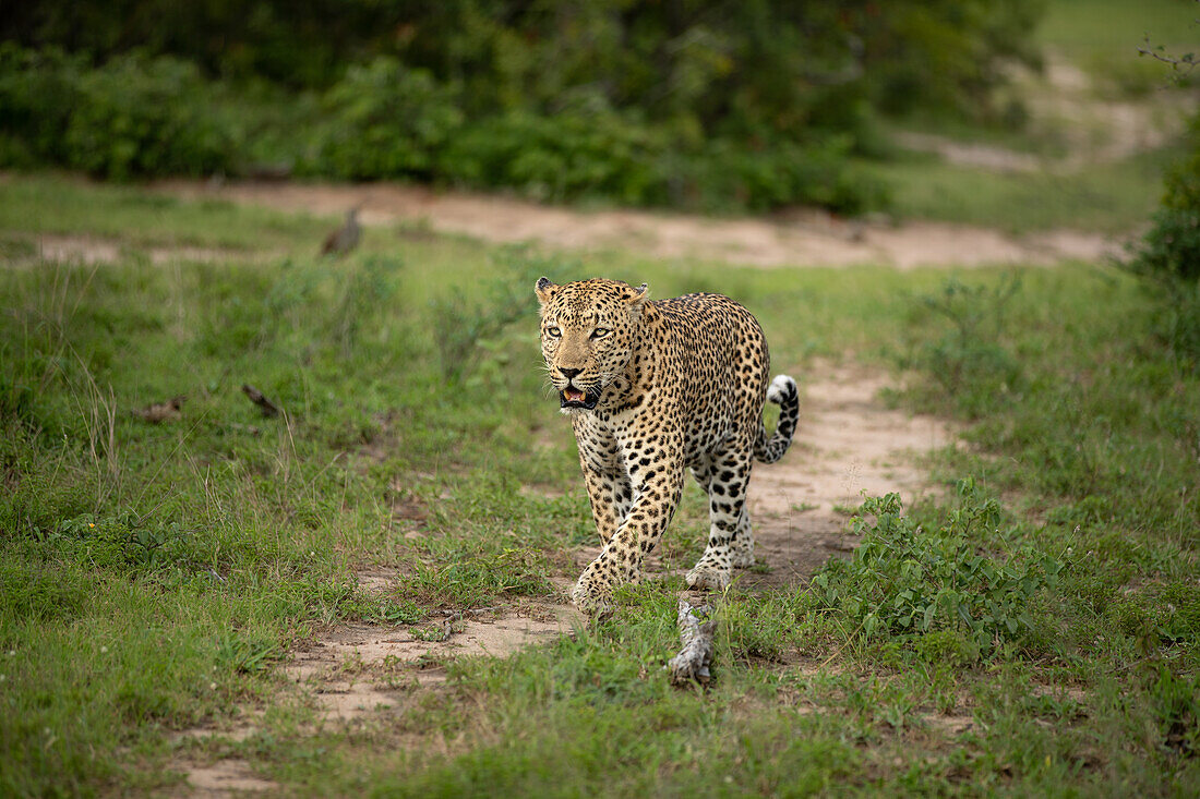 A male leopard, Panthera pardus, walks along a path, looking to its side. 