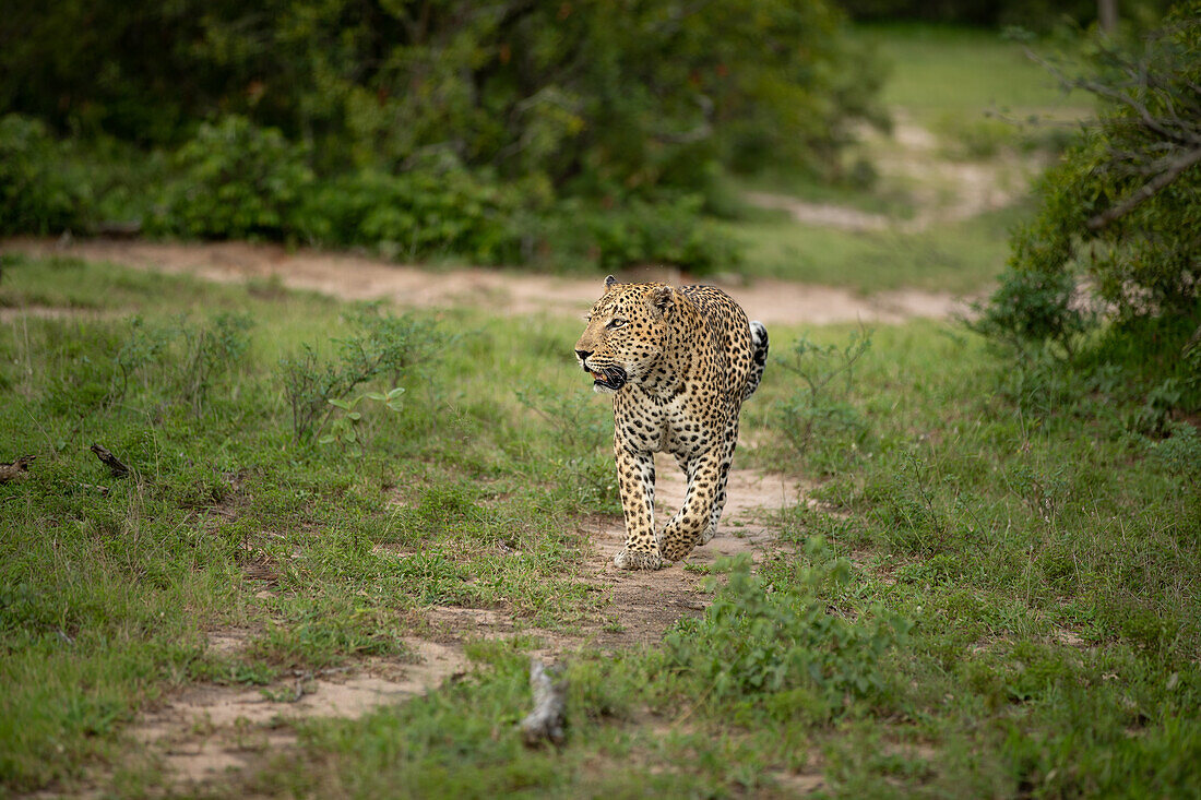Ein männlicher Leopard, Panthera pardus, geht einen Weg entlang und schaut zur Seite.