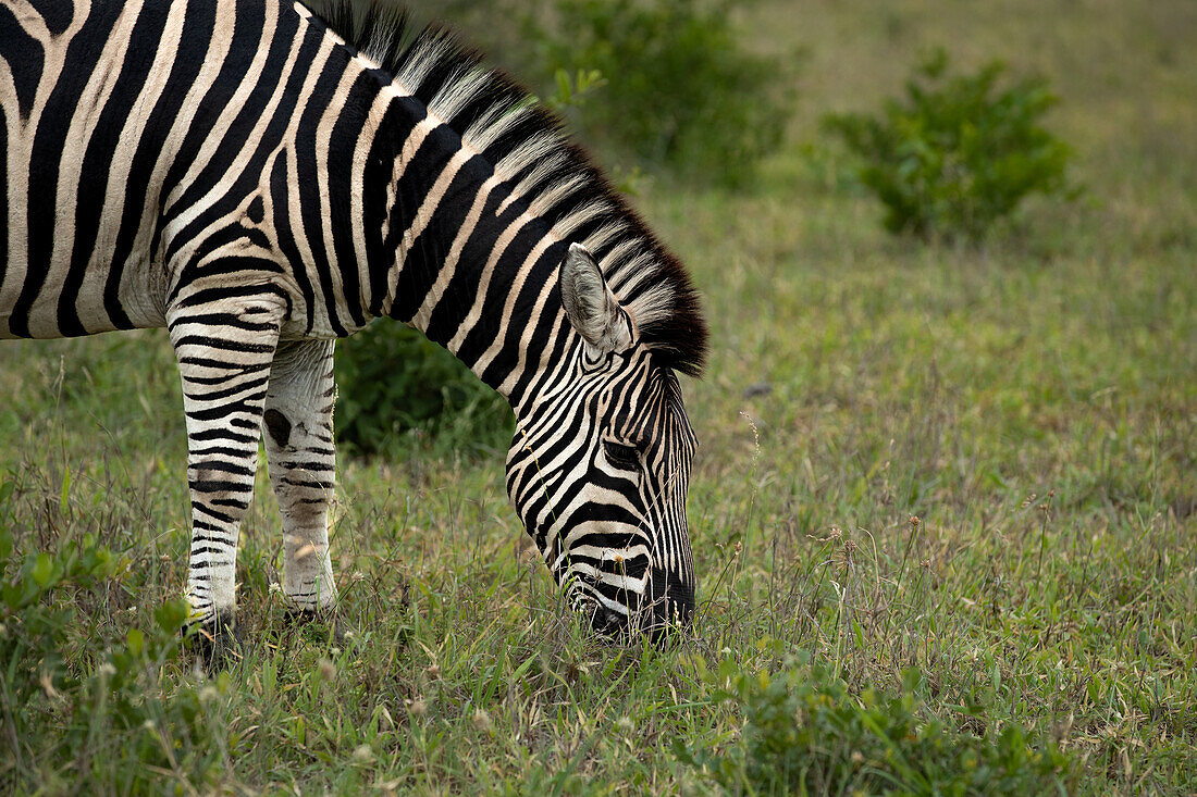 A Zebra, Equus quagga, grazing on grass. 