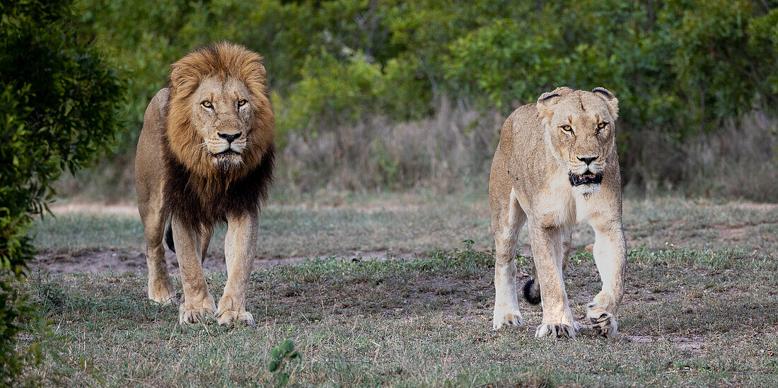 A male lion and a lioness, Panthera leo,  walk together through short grass. 