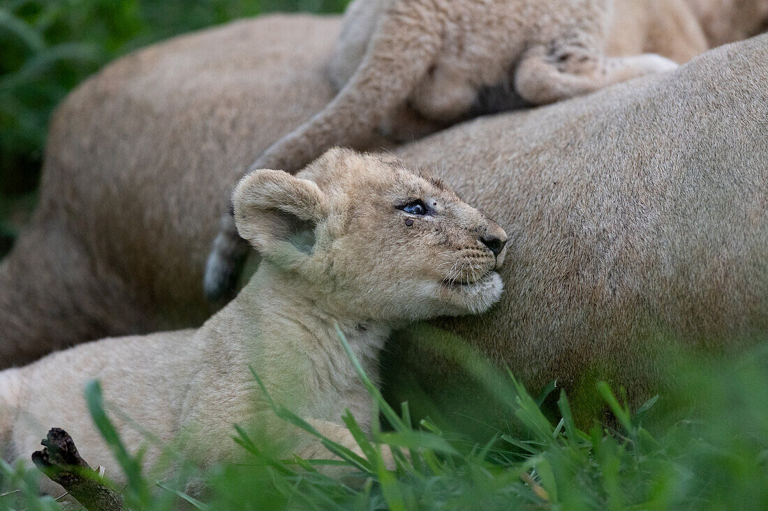 Ein Löwenjunges, Panthera leo, neben seiner Mutter.