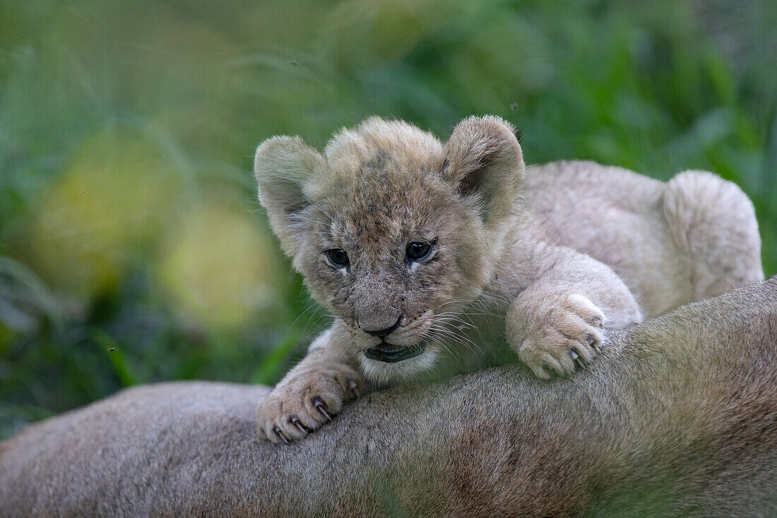 Ein Löwenjunges, Panthera leo, neben seiner Mutter.