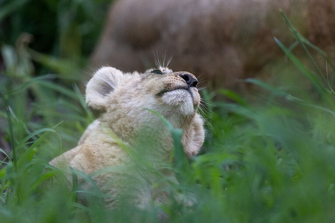 Ein Löwenjunges, Panthera leo, neben seiner Mutter.