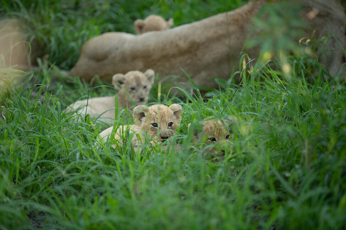 Löwenjunge, Pathera leo, liegen mit ihrer Mutter im langen Gras.