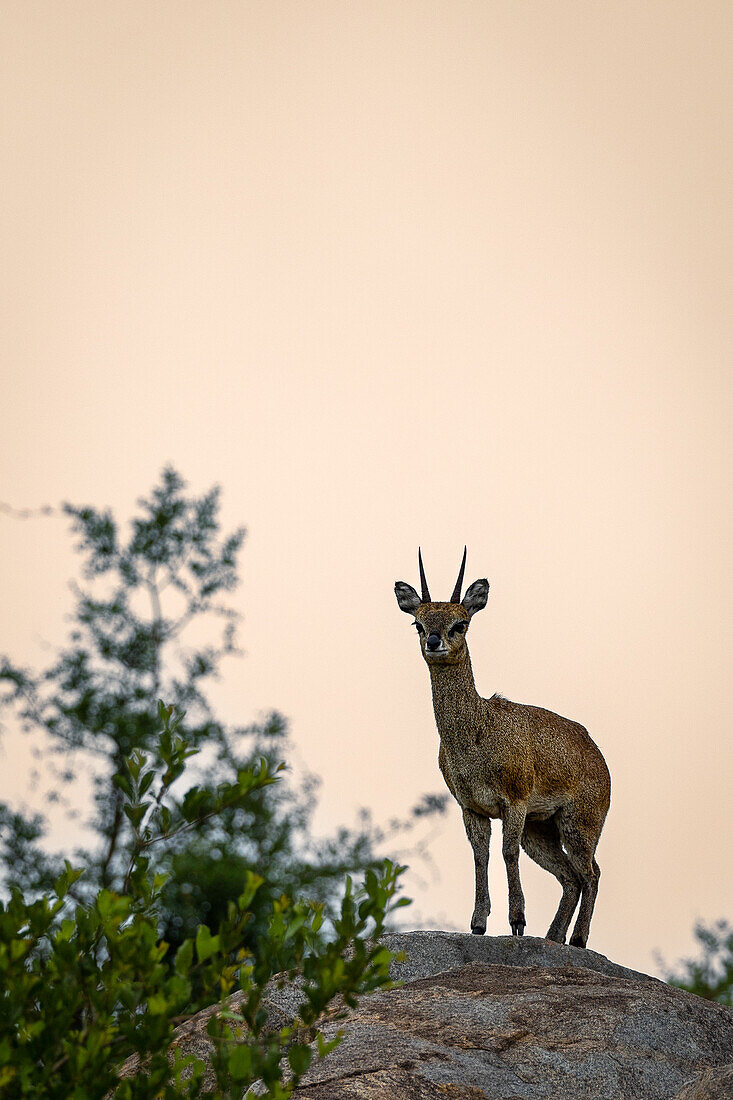 A klipspringer, Oreotragus oreotragus, standing on top of a rock. 