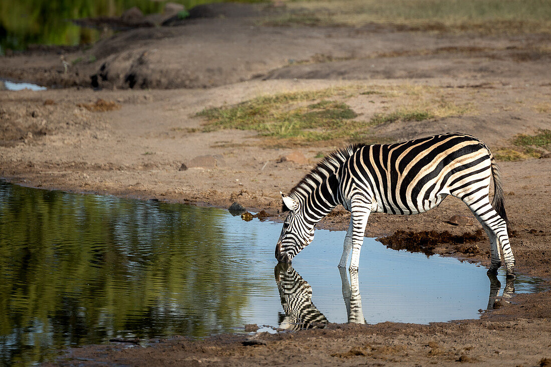 Zebra, Equus quagga, trinkt aus einem Damm oder Wasserloch.