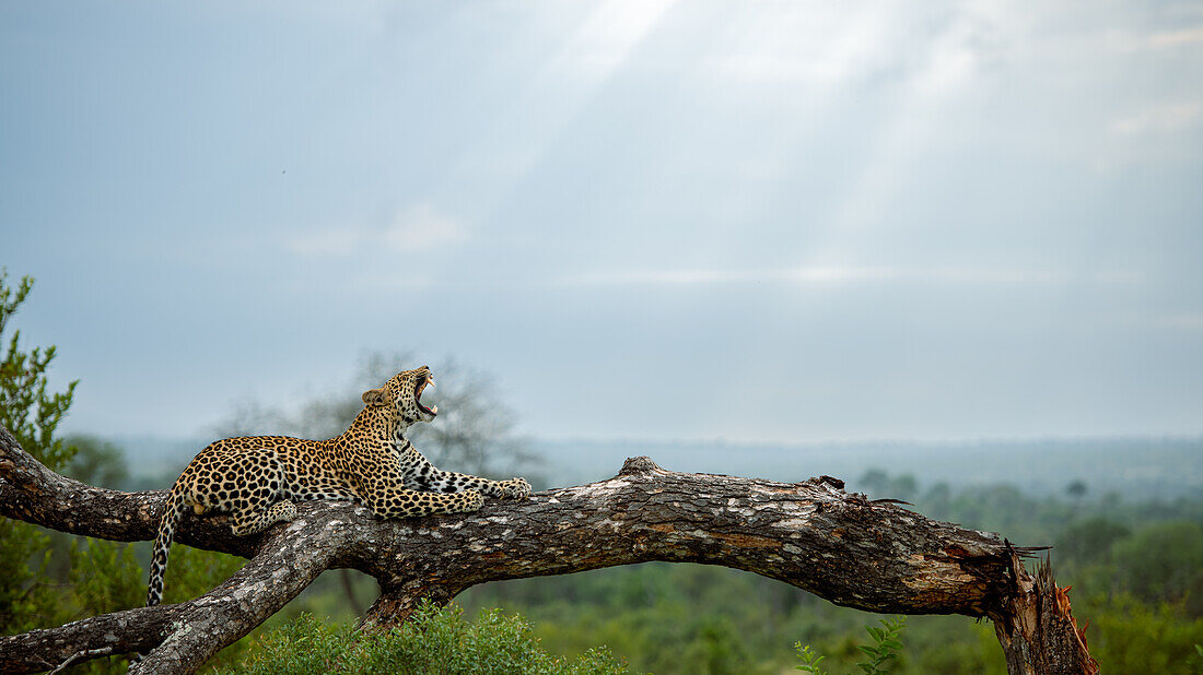 Ein weiblicher Leopard, Panthera pardus, ruht sich auf einem toten Ast aus und gähnt, Seitenansicht.