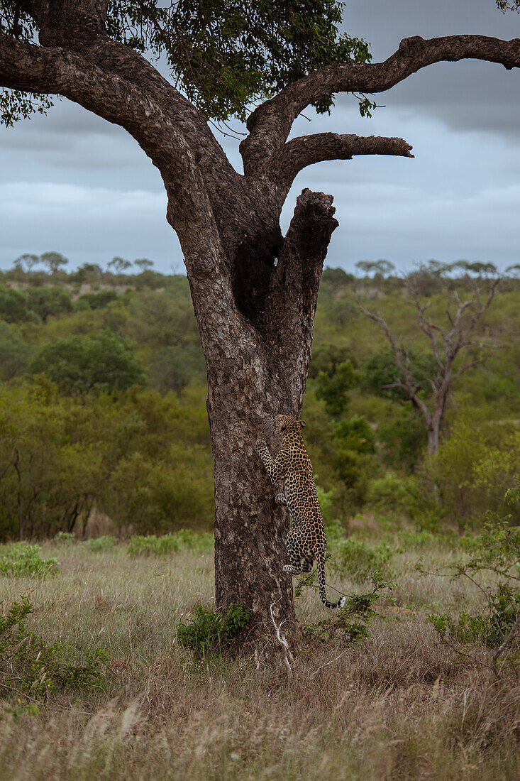 A male leopard, Panthera pardus, ascending into a tree. 