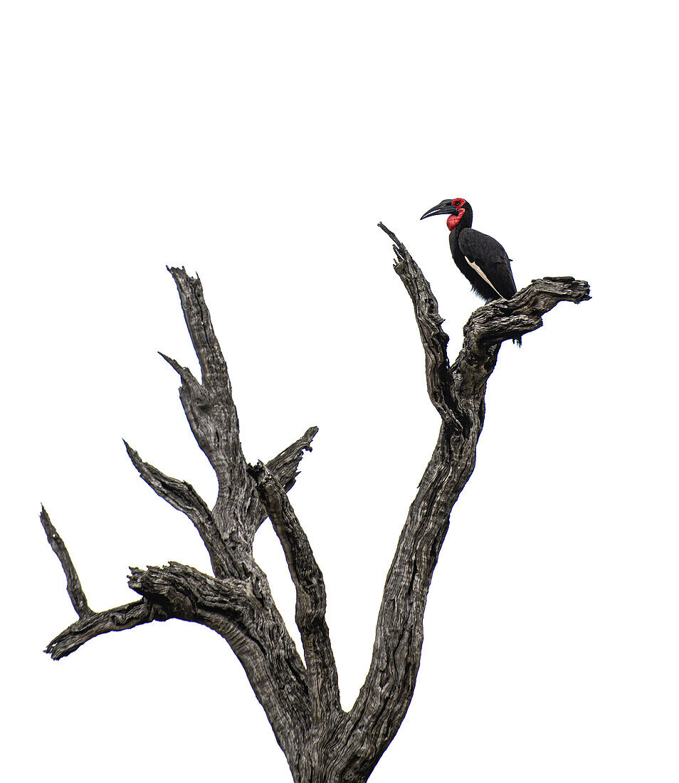 Ein Bodenhornvogel, Bucorvus leadbeateri, auf einem Zweig sitzend.