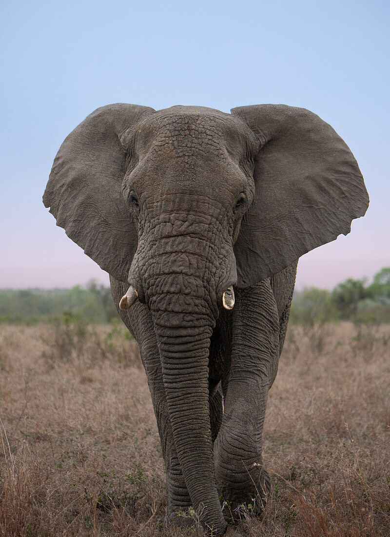 Eine Nahaufnahme eines Elefanten, Loxodonta africana, der durch das Gras läuft. 