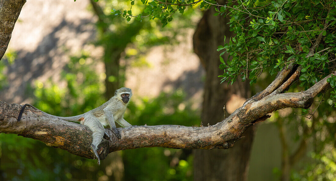 Ein Grünen Meerkatze, Chlorocebus pygerythrus, sitzt auf einem Ast. 