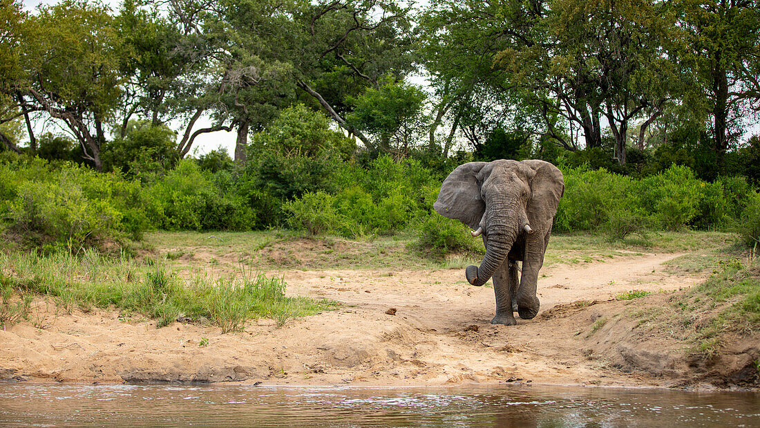 Ein Elefant, Loxodonta africana, geht auf einen Fluss zu.