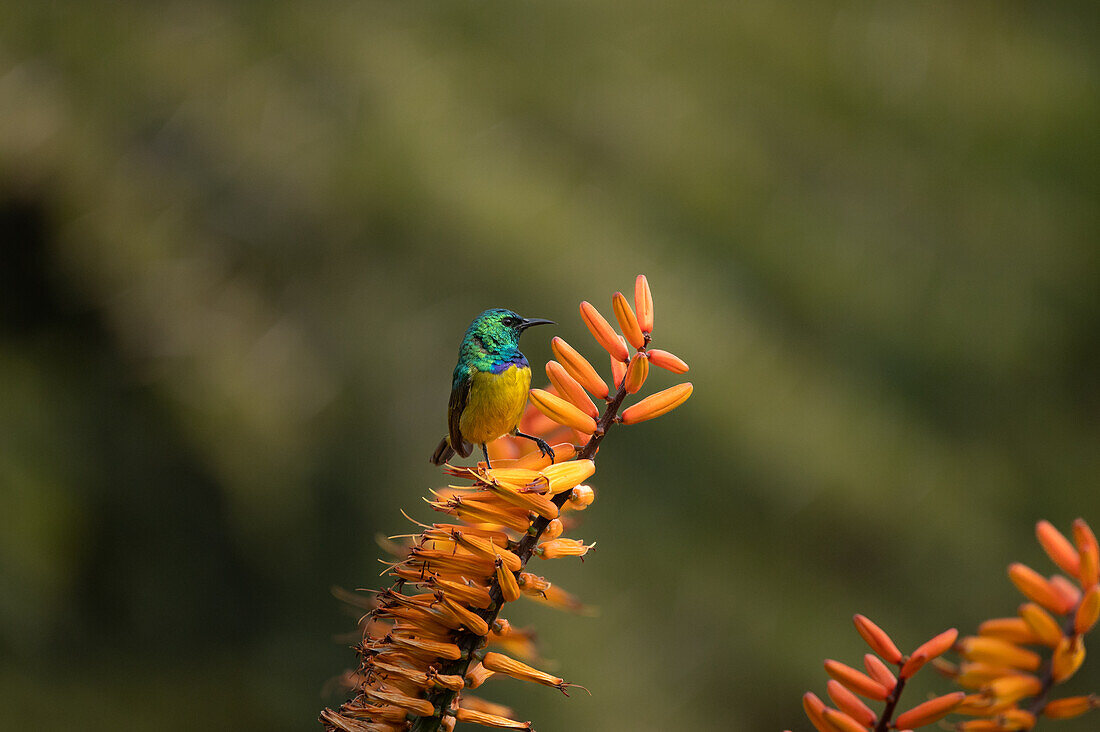 A Collared Sunbird, Hedydipna collaris, perched on an aloe flower. 