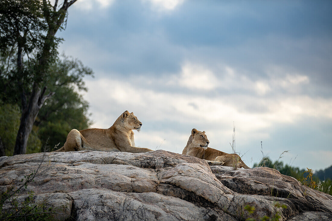 Zwei Löwinnen, Panthera leo, liegen zusammen auf einem Felsen.