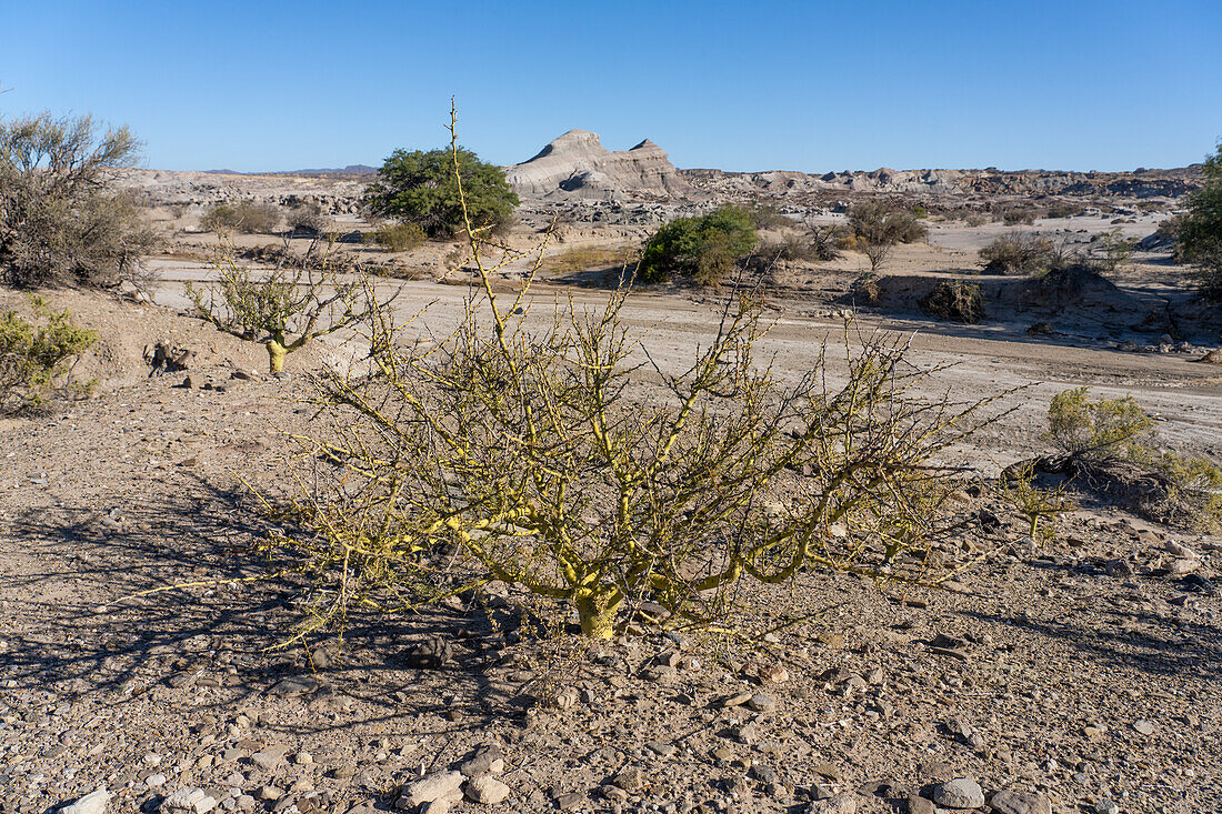 Brea, Cerdidium praecox, a tree in Ischigualasto Provincial Park in San Juan Province, Argentina.