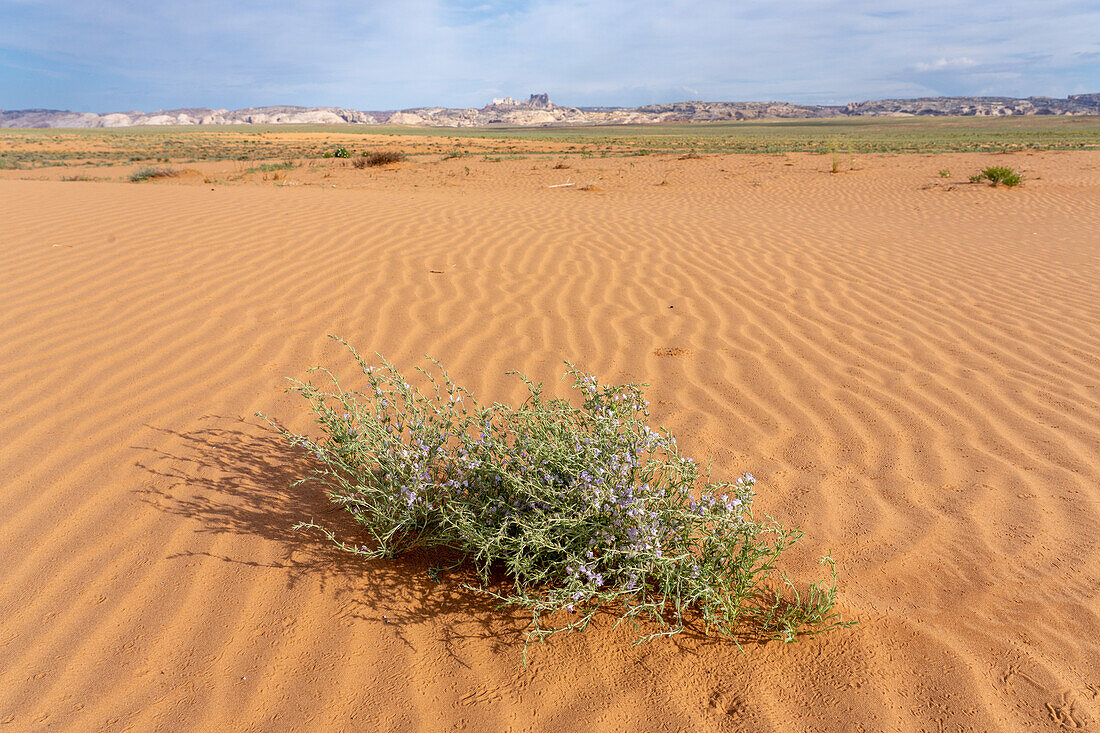 Purple Sage oder Frosted Mint, Poliomintha incana, blüht in der San Rafael Wüste bei Hanksville, Utah. In der Ferne erhebt sich der Temple Mountain.