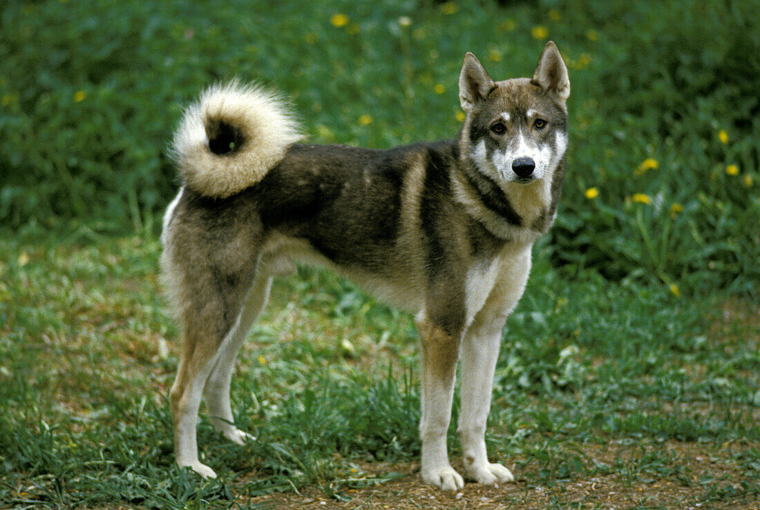 Siberian Laika Dog, a Breed from Russia
