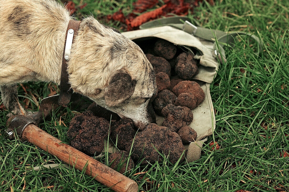TRUFFLE DOG, TRUFFLE GATHERING, DROME IN SOUTH EAST OF FRANCE