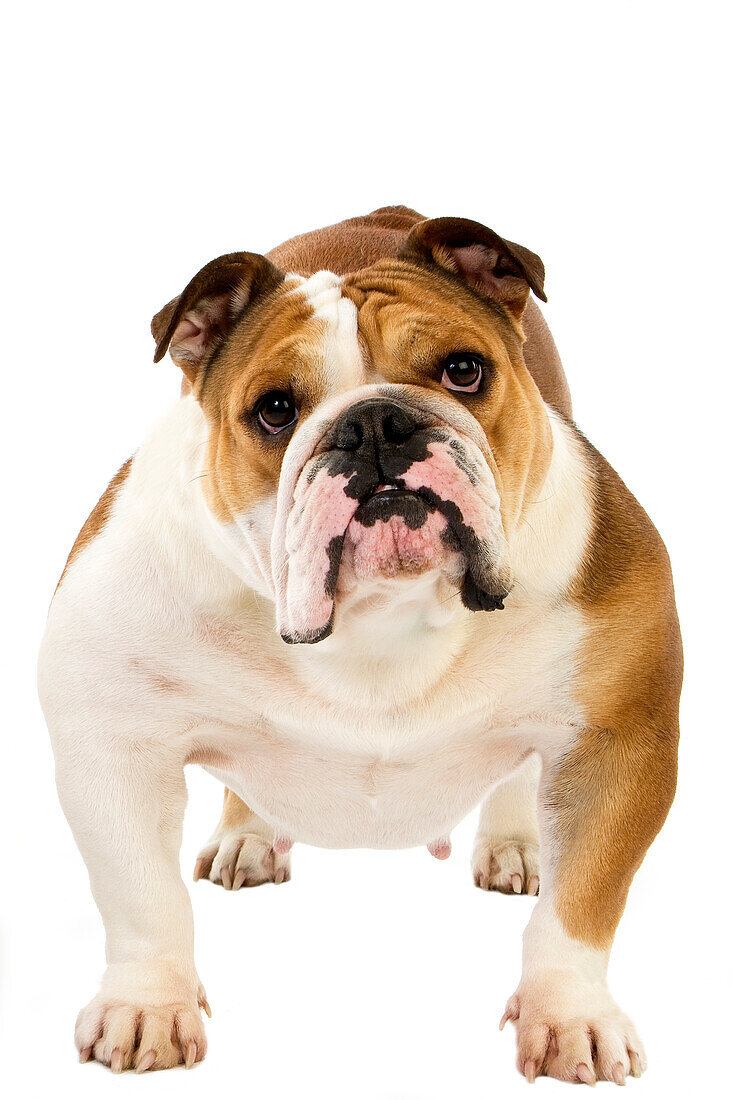 Englische Bulldogge, Weibchen vor weißem Hintergrund