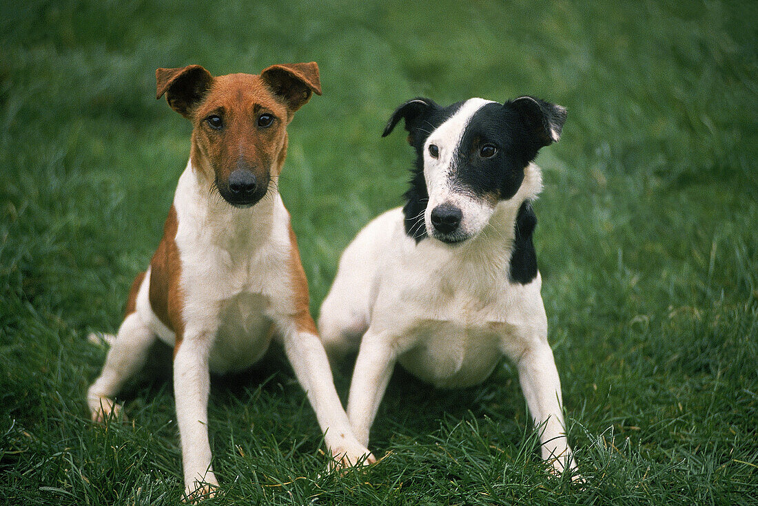 SMOOTH FOX TERRIER DOG, ERWACHSENE SITZEN AUF GRAS