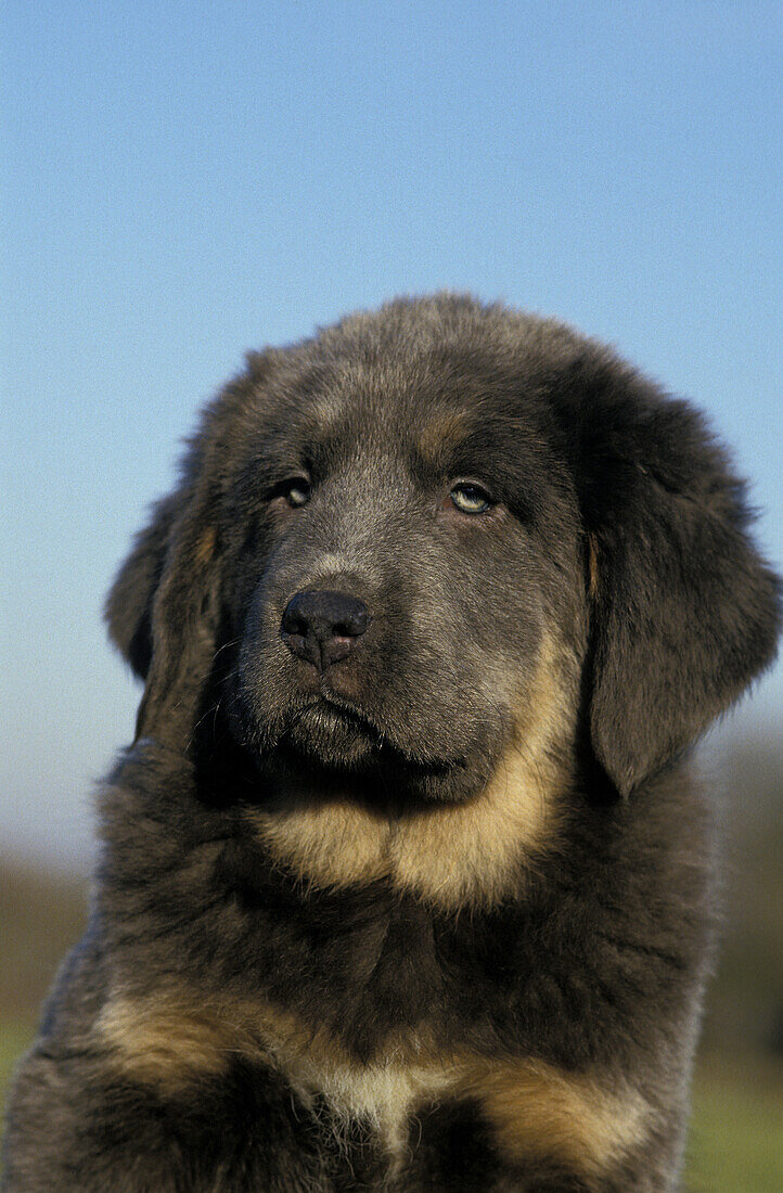 Tibetischer Mastiff-Hund, Portrait eines Welpen