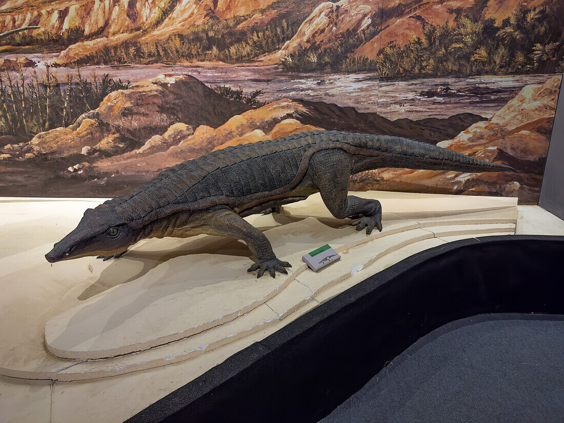 Modell eines Aetosaurus scagliali, eines Dinosauriers aus der Triaszeit, im Museum des Ischigualasto Provincial Park in Argentinien.