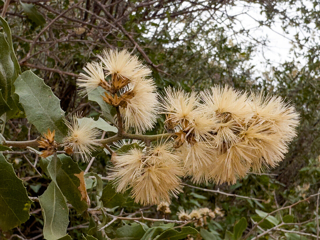 Samenköpfe von Huañil, Proustia cuneifolia, in der Shimpa-Schlucht im Talampaya-Nationalpark, Provinz La Rioja, Argentinien.