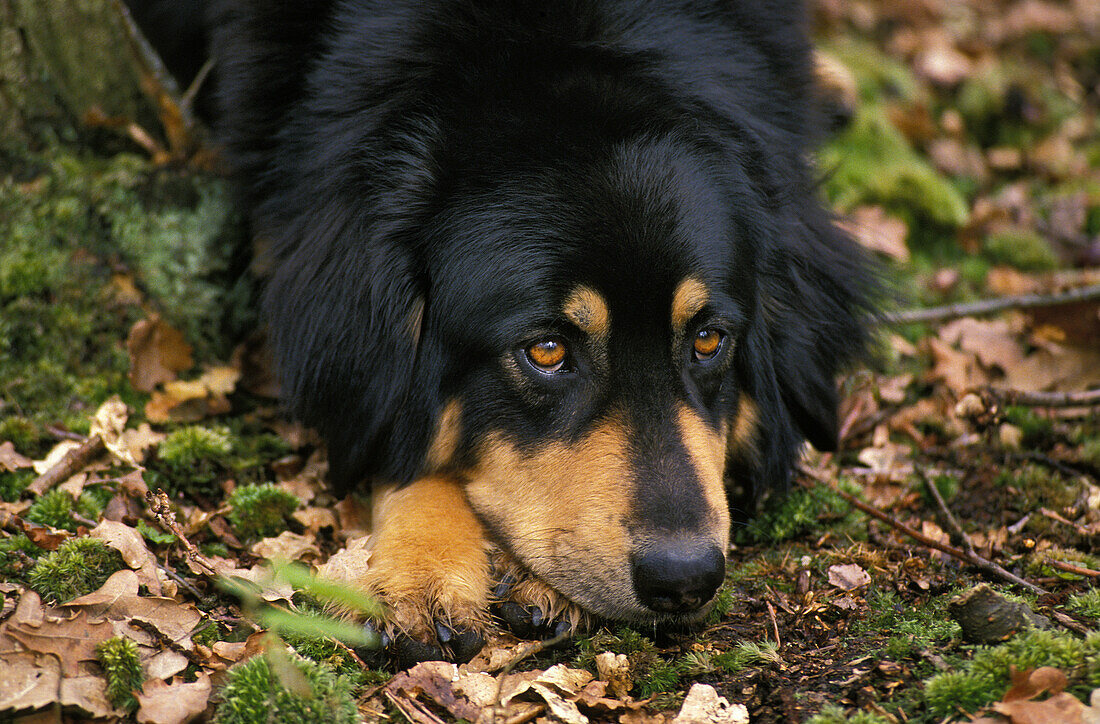 Ausruhender Tibetischer Mastiff-Hund