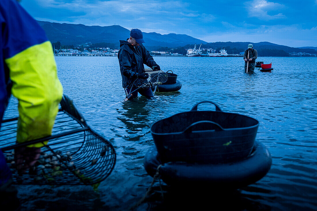 Shellfishing, workers collecting shellfish at the Arenal beach in the Ria of Arosa, in Pobra do Caraminal, Spain