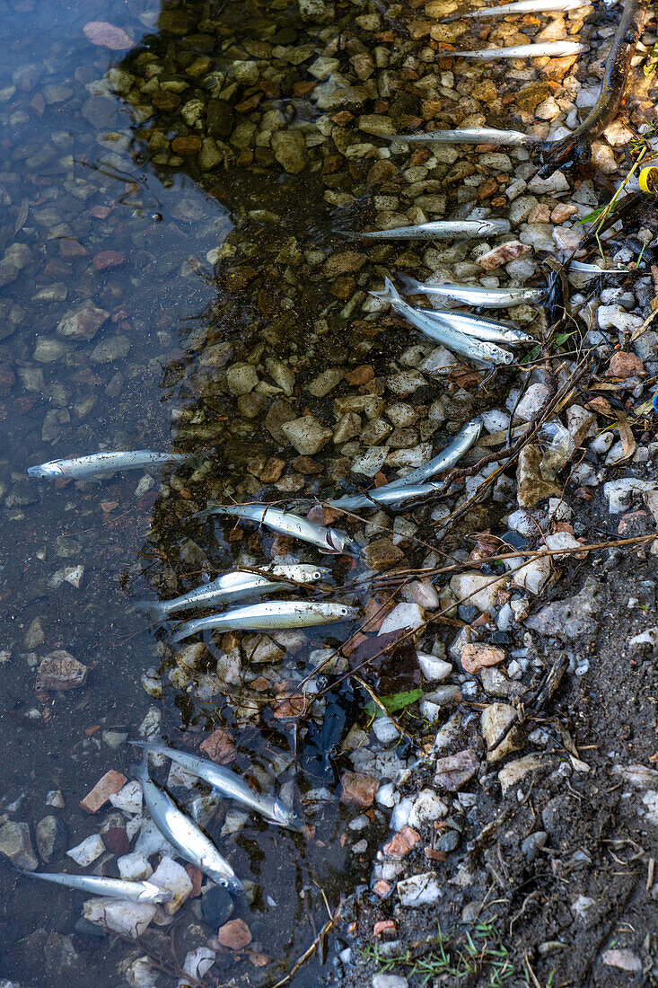 Tote Fische, die durch Sauerstoffmangel und steigende Wassertemperaturen getötet wurden, treiben in einem Stausee bei Villa San Agustin in der Provinz San Juan, Argentinien.