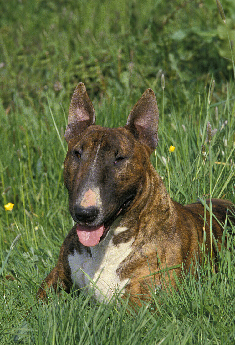 Englischer Bullterrier, Hund auf Gras liegend