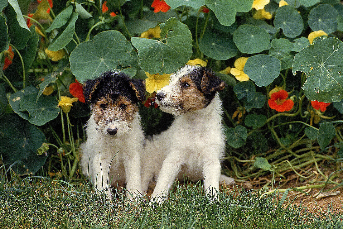 WIRE-HAIRED FOX TERRIER DOG, PUPPIES SITTING NEAR NASTURTIUM