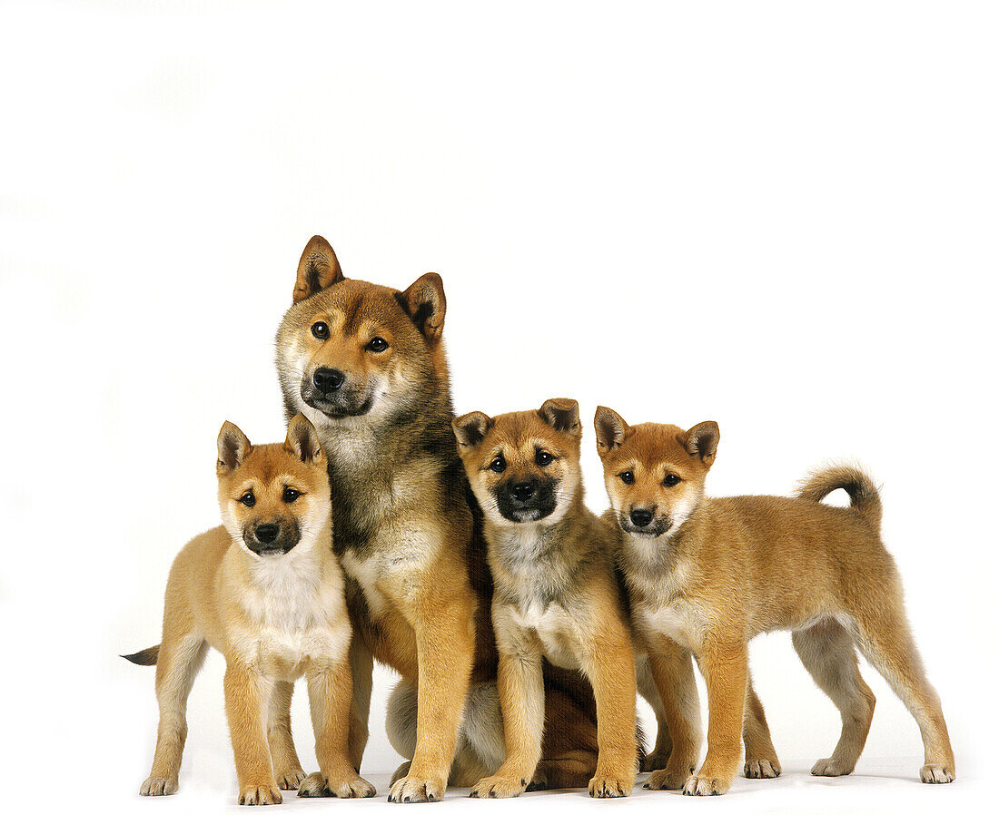 Shiba Inu Hund, Mutter und Welpen vor weißem Hintergrund