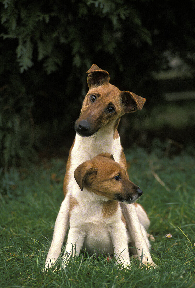 Smooth Fow Terrier Dog, Mother and Pup