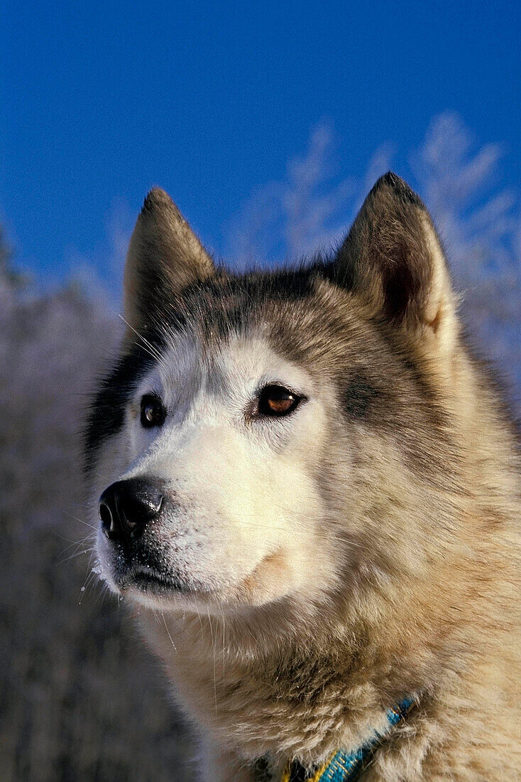 SIBERIAN HUSKY, Porträt eines erwachsenen Hundes