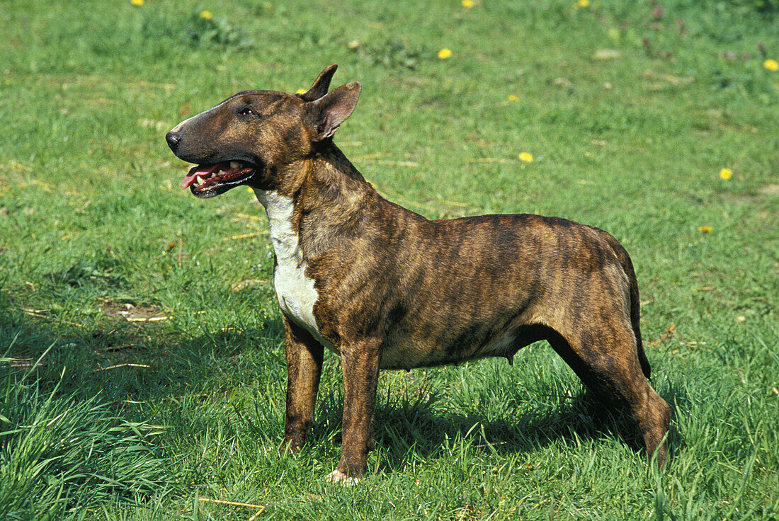 Englischer Bullterrier, Hund stehend auf Gras
