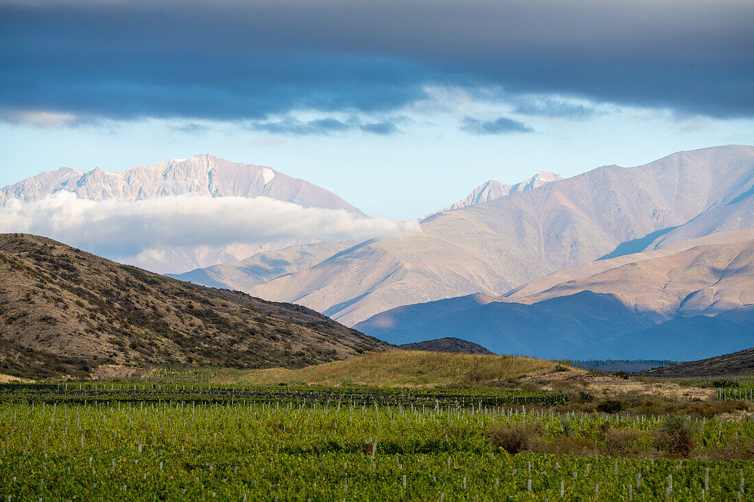 Weinberge im Valle de Uco mit den Anden im Hintergrund. In der Nähe von Tupungato, Provinz Mendoza, Argentinien.