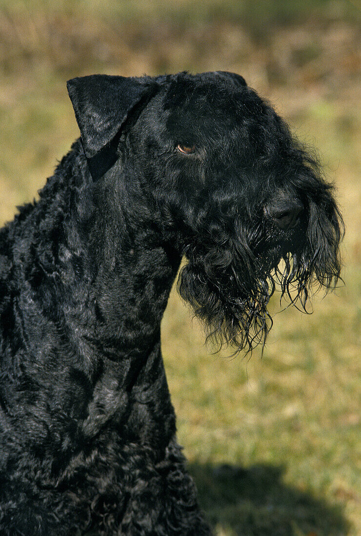 Kerry Blue Terrier Hund