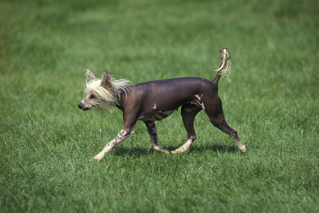 Chinesischer Schopfhund auf Gras stehend