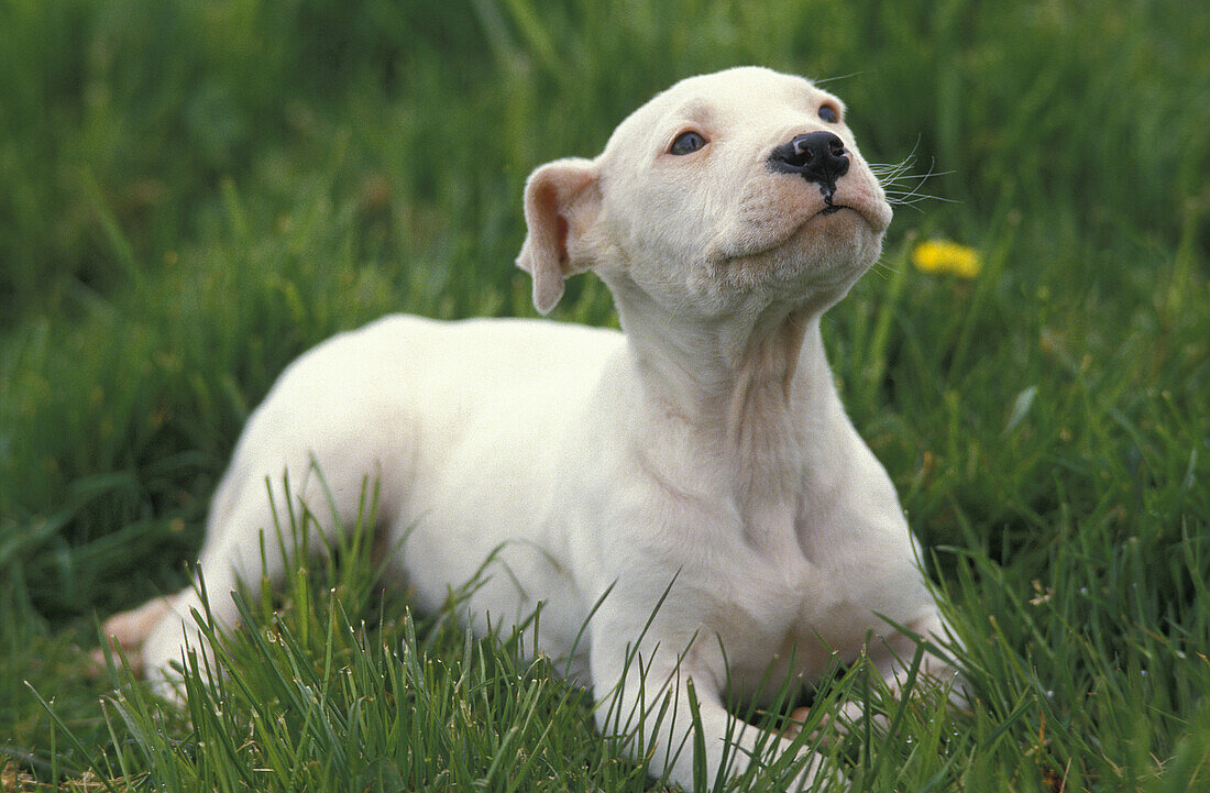 Argentinischer Mastiff Hund (Alte Standardrasse mit abgeschnittenen Ohren), Welpe