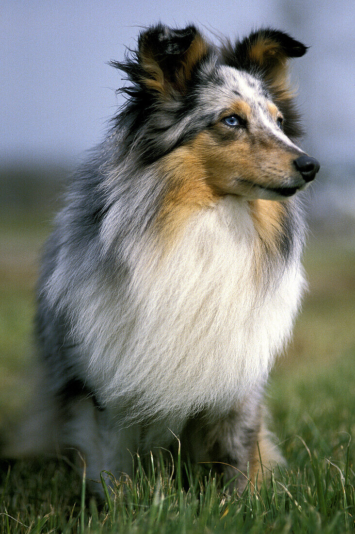 Shetland Sheepdog, Erwachsener auf Rasen sitzend