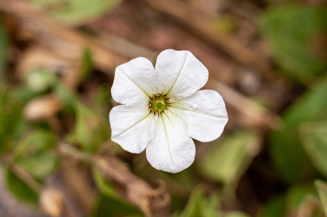 Large White Petunia, Petunia axillaris ssp. subandina, in bloom in Shimpa Canyon in Talampaya National Park in Argentina.