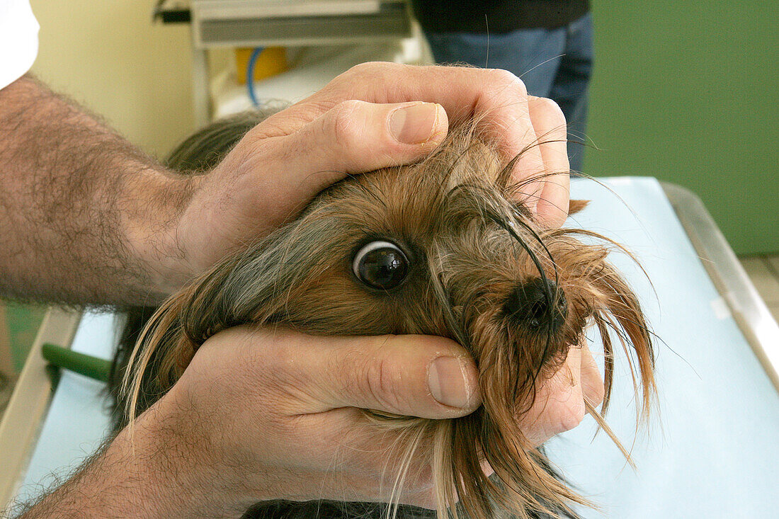 Yorkshire Terrier mit einem Tierarzt
