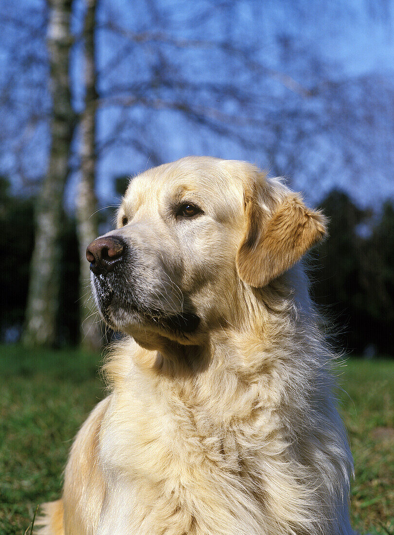 Golden Retriever, Portrait of Dog