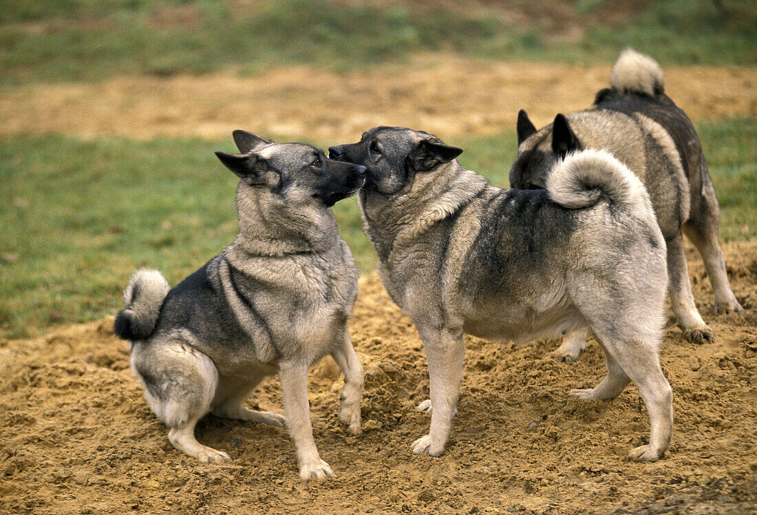 Norwegian Elkhound Dog standing on Sand