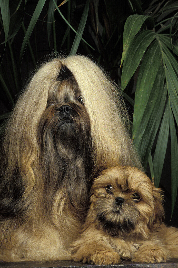 Shi Tzu Dog, Mother and Pup