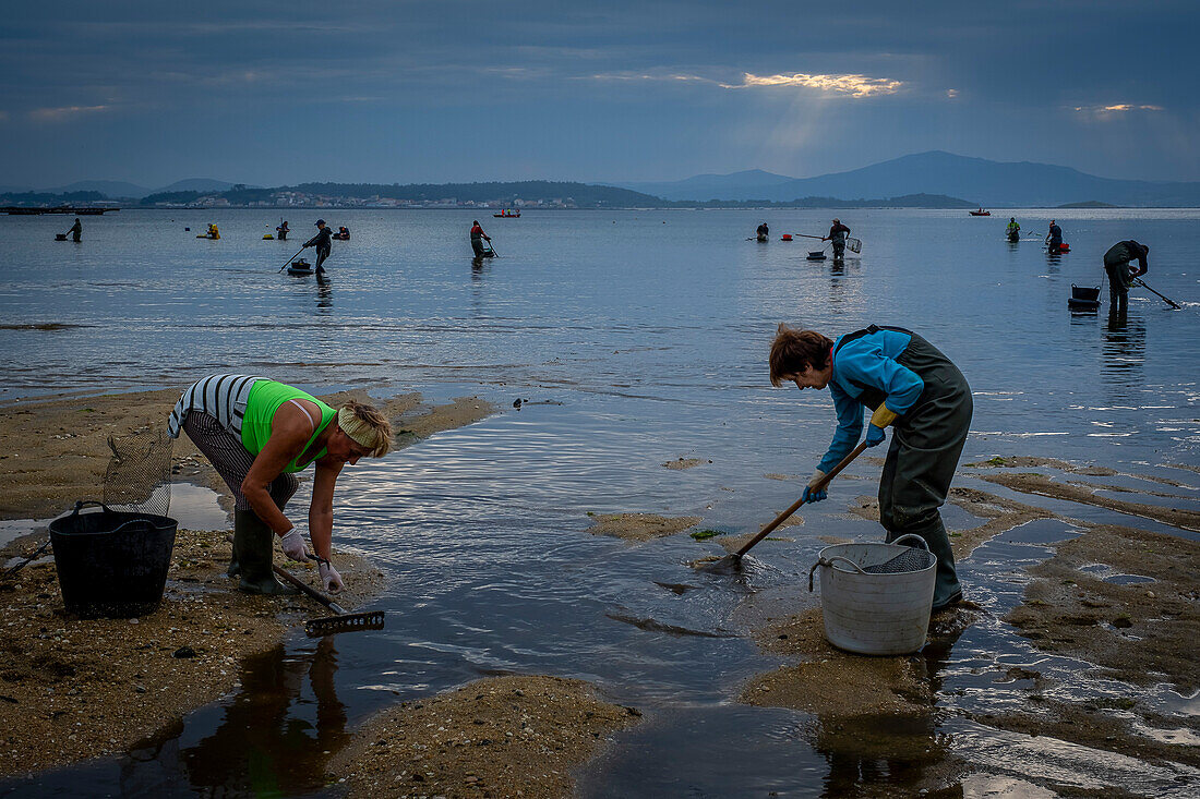 Shellfishing, workers collecting shellfish at the Arenal beach in the Ria of Arosa, in Pobra do Caraminal, Spain